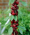 BALDUR Garten 1x Säulen-Kirschen 'Stella', Pflanze wurzelballiert, Prunus avium Säulenobst Kirschbaum, winterhart, platzsparende Säule für kleine Gärten, Balkone & Terrassen
