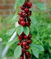 Säulen-Kirschen  'Stella', 1 Pflanze, Prunus avium