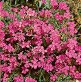 Pflanzen für Dich Staude Dianthus deltoides Leuchtfunk, 1 St., Heide-Nelke, Leuchtfunk-Nelke
