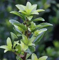 Hochstamm Chinesische Hecken Ilex 80-100cm - Ilex maximowicziana kanehirae