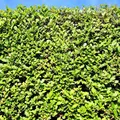 GreenboutiQ - Heckenpflanzen - Ligustrum ovalifolium - Blatt grün - 6 Pflanzen - 1 laufender Meter - immergrün - Topf 17cm Höhe 60cm