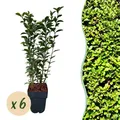 Heckenpflanzen Ligustrum ovalifolium ⌀17cm ↕55cm
