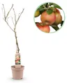 Green boutiQ - Obstbaum - Malus domestica Elstar - Apfelbaum - Winterhart - Rot-Grüner Apfel - 1 Pflanze - Topf 21cm - Höhe 90cm