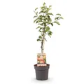 Green boutiQ - Obstbaum - Malus domestica Elstar - Apfelbaum - Winterhart - Rot-Grüner Apfel - 1 Pflanze - Topf 21cm - Höhe 90cm