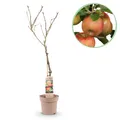 Obstpflanze Apfelbaum Malus domestica Elstar Roter grüner Apfel ⌀21cm ↕90cm