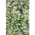 Arabis Ferdinandii-Coburgii Variegata Gänsekresse Buntlaubig Ca. 9x9 cm Topf