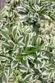 Pflanzen für Dich Staude Arabis ferd. Variegata, 1 St., Gänsekresse