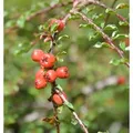 Hochstamm Kleine Bogenmispel 40-60cm - Cotoneaster adpressus