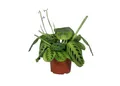 meinvipshop Zimmerpflanze Maranta leuconeura Lemon Lime 1er 30cm
