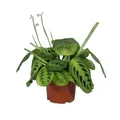 Maranta leuconeura Lemon Lime 1er 30cm Pfeilwurz