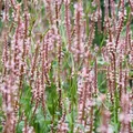 6 x Kerzenknöterich - Persicaria amplexicaulis 'Rosea' | Topf 9cm x 9cm