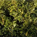 Lorbeerkirsche Sofia 25-30cm - Prunus,aurocerasus