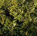 Lorbeerkirsche Sofia® 25-30cm - Prunus laurocerasus