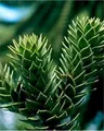 Chilenische Schmucktanne Andentanne 25-30cm - Araucaria araucana - lebende Gartenpflanze aus den Baumschulen