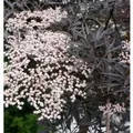 Hochstamm Schwarzer Holunder Black Lace 80-100cm - Sambucus nigra
