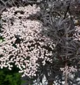 Hochstamm Schwarzer Holunder Black Lace® 80-100cm - Sambucus nigra