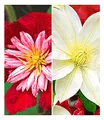 BALDUR Garten 2er Klematis-Sortiment 'Avant Garde TM' + 'Madame Le Coultre' winterhart, Pflanzen, Clematis, mehrjährige blühende Kletterpflanzen, bienenfreundlich, schmetterlingsfreundlich