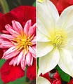 BALDUR Garten Zierstrauch Clematis-Sortiment rot und weiß zum Vorteislpreis, 2 St., Pergola, winterhart, mehrjährig, pflegeleicht