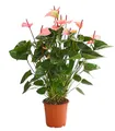 Dehner Große Flamingoblume, Anthurium andreanum, Summerlove, rosa Hochblätter, ca. 70-80 cm, Ø Topf 21 cm, Zimmerpflanze