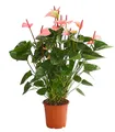 Dehner Zimmerpflanze Große Flamingoblume, Anthurium, Summerlove, 70 - 80 cm, Ø Topf 21 cm, prächtige zartrosa Hochblätter