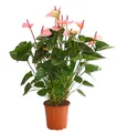 Große Flamingoblume Anthurium Summerlove ca. 70 - 80 cm Ø Topf 21 cm, Dehner