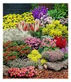 BALDUR Garten Großer Staudengarten, 14 Pflanzen, Staudenbeet, Schafgarbe gelb, Edelrittersporn, Witwenblume, Frauenmantel, Schleierkraut, Kissenaster, Freilandgloxinie, Prachtspiere etc