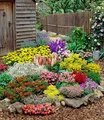 BALDUR Garten Staude 12er Großer Staudengarten, 12 St., Schmetterlingspflanze, winterhart, mehrjährig