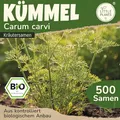 Little Plants BIO Kümmel Samen 500 Kümmelsamen Kräutersamen Samenfest für Kräutergarten Kräuter Samen Küchenkräuter für Küche, Balkon und Garten