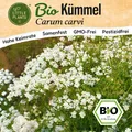 Kümmel Samen (BIO) - 500 Samen Kräutersamen Kümmelsamen