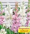 BALDUR Garten 3er Duft-Tuberose 'The Pearl & Pink Saphier', Knollen mit Umfang 10-12 cm, viele gefüllte Sternblüten, angenehm duftend, mehrjährige Schnittblume, ideal für Beete & Vasen, pflegeleicht