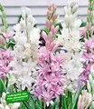 BALDUR Garten Duft-Tuberose 'The Pearl & Pink Saphier',3 Knollen, viele gefüllte Sternblüten, angenehm duftend, mehrjährige Schnittblume, ideal für Beete & Vasen, pflegeleicht & robust