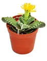 Faucaria tigrina - Tigerrachen - im 8,5cm Topf
