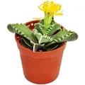 Exotenherz Faucaria Tigrina Tigerrachen im 8,5cm Topf