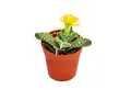 Exotenherz Kaktus Faucaria tigrina - Tigerrachen - im 8,5cm Topf