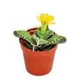Exotenherz - Faucaria tigrina - Tigerrachen - im 8,5cm Topf
