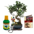 Geschenkset Bonsai "Ficus" - Chinesischer Feigenbaum - ca. 6 Jahre alt - Anfänger-Set