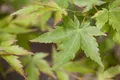 Pflanzen für Dich Gehölze Acer palmatum Sangokaku, 1 St., Japanischer Ahorn, Fächerahorn