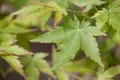 Acer palmatum 'Sangokaku', Japanischer Ahorn, korallenrot, 40–60 cm