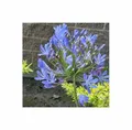 Stk - 10x Agapanthus praecox blue Schmucklilie Pflanzen - Samen B2328 - Seeds & Plants Shop by Ipsa