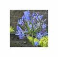 10x Agapanthus praecox blue Schmucklilie Pflanzen - Samen B2328