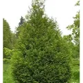 Riesen Lebensbaum Atrovirens 60-80cm - Thuja plicata
