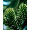 Chilenische Schmucktanne Andentanne 30-40cm - Araucaria araucana