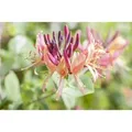 Lonicera Periclymenum Geißblatt 60–100 cm Duftend