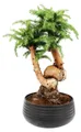 Zimmerbonsai Araucaria cunninghamii Zimmertanne Neuguinea-Araukarie ca. 65cm hoch 26cm Schale Schwarz Keramik