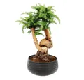 Exotenherz Zimmerpflanze Zimmerbonsai Araucaria cunninghamii ca. 65cm hoch 25cm Schale