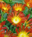 BALDUR Garten 3x Winterharte Eisblume Fire Wonder, Pflanzen im 9x9 cm-Topf, Delosperma congestum, Steingarten, winterharte Staude, trockenresistent, mehrjährig, bienenfreundlich, blühend