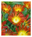 Winterharte Eisblume "Fire Wonder", 3 Pflanzen, Delosperma congesta Steingarten
