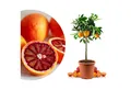 Meine Orangerie Obstpflanze Blutorangenbaum Citrus Sinensis 'Tarocco', echte Blutorange, professionell veredelter und fruchtreifer Zitrusbaum