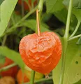 Lampionblume - Physalis alkekengi - lebende Gartenpflanze aus den Baumschulen