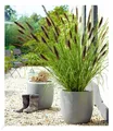 Schwarzes Lampenputzergras,1 Pflanze Pennisetum, Ziergras